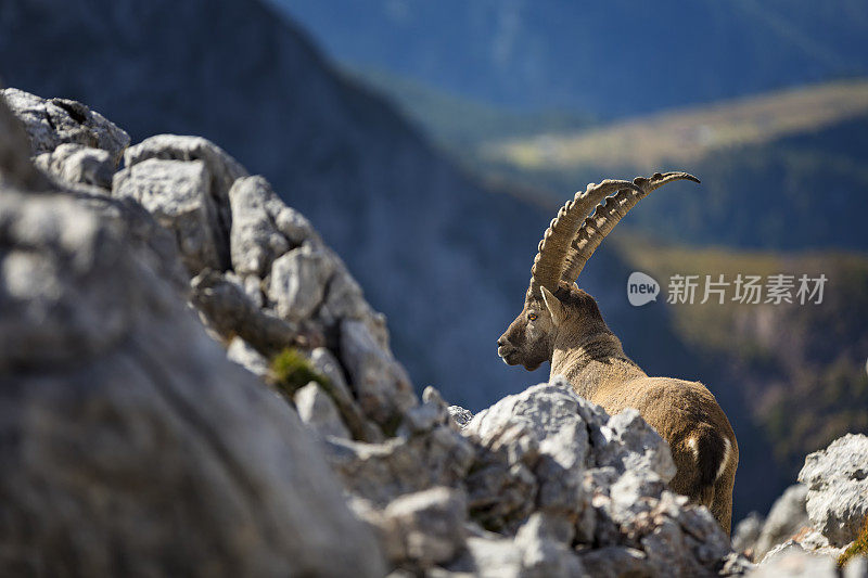 贝希特斯加登国家公园的斯坦博克-阿尔卑斯Ibex (Capra Ibex)